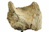 Fossil Dinosaur (Triceratops) Skull Section - South Dakota #363594-1